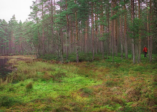 Gone, gone hunting in the southern Sweden's forests